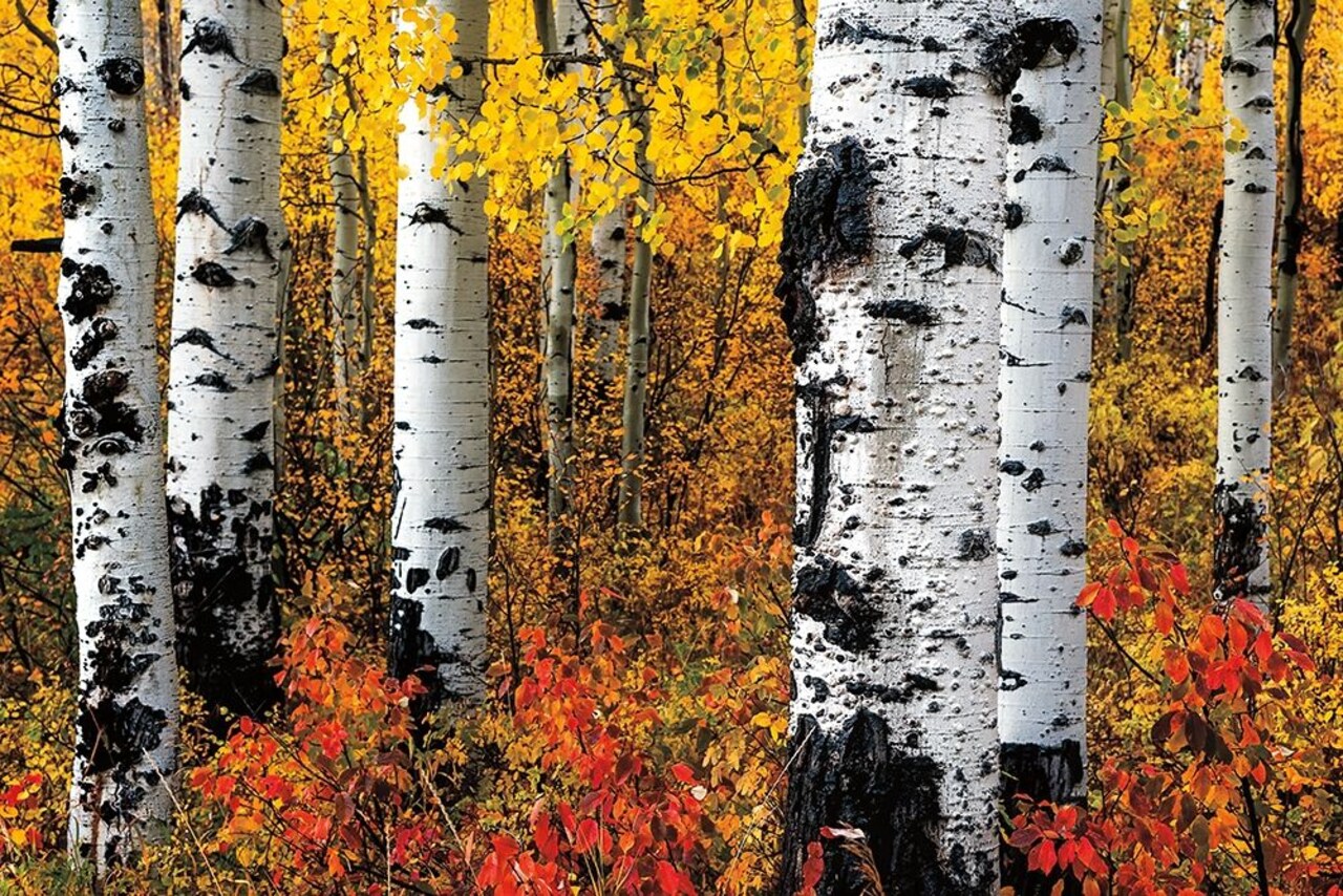 Band of Brothers Poster Print by Ken Smith - Item # VARPDXPOD60831